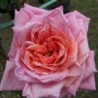  Rosa 'Mme Edouard Herriot Climbing'  est un hybride de thé remontant.