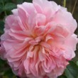  Rosa 'Morgen Gruss' est un hybride de kordesii non remontant.