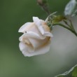 Bouton de rose