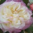  Rosa 'Mrs Foley Hobbs' est un rosier thé remontant.
