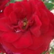  Rosa 'Musirama'  est un rosier grimpant.