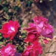 Photo de la rose 'Nur Mahal'