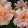  R osa 'Orange Everglow' est un rosier grimpant à grandes fleurs remontant.