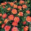 Rosa 'Palatino' est un rosier miniature.