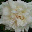  Rosa 'Parks' Yellow Tea Scented China' est un rosier thé non remontant.