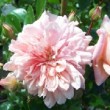  Rosa 'Paul Noël' est un hybride de wichuaraiana.