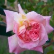 Photo de fleur du rosier 'Paul Transon' en début d'éclosion dans un jardin du sud de la France.
