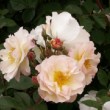 Inflorescence de la rose 'Penelope'