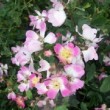  Rosa 'Pink Roamer'  est un hybride wichuairiana.
