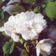 Rose 'Quatre Saisons Blanc Mousseux'