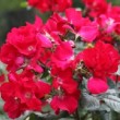 Ensemble de rose rouge