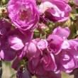  Rosa 'Roi des Aulnes'  est un hybride de multiflora non remontant.