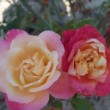  Rosa 'Rosette Delizy' est un rosier thé remontant.