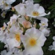 Inflorescence du rosier 'Sally Holmes' ®