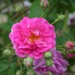 Photo de la rose 'Seven Sister's Rose'