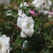 Rose d'une collection particulière