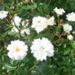  Rosa 'South Orange Perfection'  est un hybride de wichuraiana non remontant.