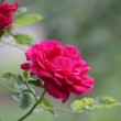 Rosier pris dans un jardin botanique