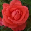  Rosa 'Super Star Climbing'  est un hybride de thé remontant.