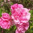 Rosa 'Tausendschön' est un rosier multiflora non remontant.