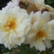  Rosa 'Thisbe' est un hybride de moschata remontant.