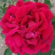  Rosa 'Thorin'  est un hybride remontant.