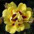  Rosa 'Tigris'  est un rosier hulthemia persica remontant.