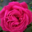  Rosa 'Tom Wood' est un hybride remontant.