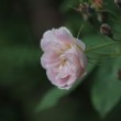 Rosier pris dans une collection particulière