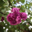 Ensemble de rose violette