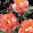 Photo de la rose 'Westerland'