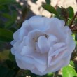  Rosa 'Wich Moss' 