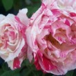  Rosa 'l'Inédit' est un rosier de collection.