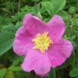  Rosa macounii est un rosier cinnamomeae non remontant.