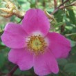  Rosa macrophylla 'Glaucophylla'  est un rosier cinnamomeae non remontant. 