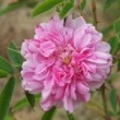  Rosa majalis 'Plena' est un rosier cinnamomeae non remontant.