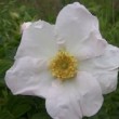  Rosa micrugosa est un rosier cinnamomeae non remontant. 