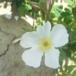  Rosa moschata est un rosier très ancien.