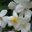 Rosa moschata 'Umbrella'  est un rosier synstylae non remontant.