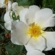 > Rosa moyesii 'Nevada' est un hybride de moyesii remontant.