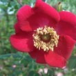  Rosa moyesii 'Sealing Wax'  est un hybride moyesii non remontant.