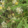  Rosa multiflora var. watsoniana est un rosier synstylae non remontant.