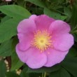  Rosa myalis est un rosier ancien non remontant.