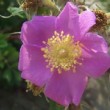 Rosa nutkana  est un rosier cinnamomea non remontant.