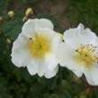  Rosa omeiensis f. pteracantha est un rosier pinpinnellifolia non remontant.