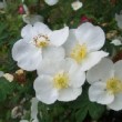  Rosa omeiensis 'Chrysocarpa' est un rosier pinpinnellifolia non remontant.