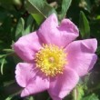  Rosa palustris est un rosier carolinae non remontant.