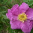  Rosa rousseauriorum est un rosier cinnamomae non remontant.