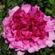  Rosa roxburghii 'Plena' est un rosier ancien platyrhodon remontant.