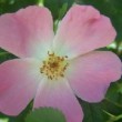  Rosa rubiginosa est un rosier ancien non remontant.